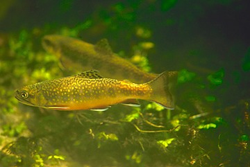 Brook Trout Words
