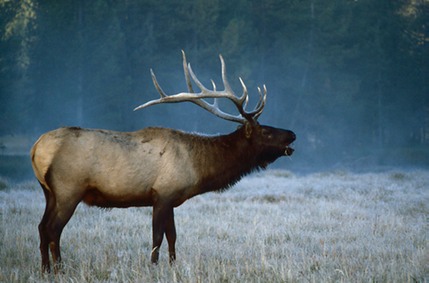 Bull Elk Words