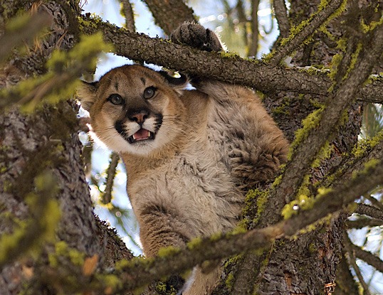 CougarWeb 2012
