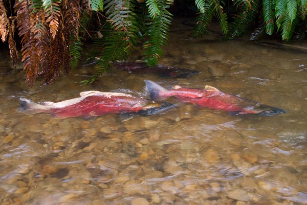 Spawning Coho Web 2012