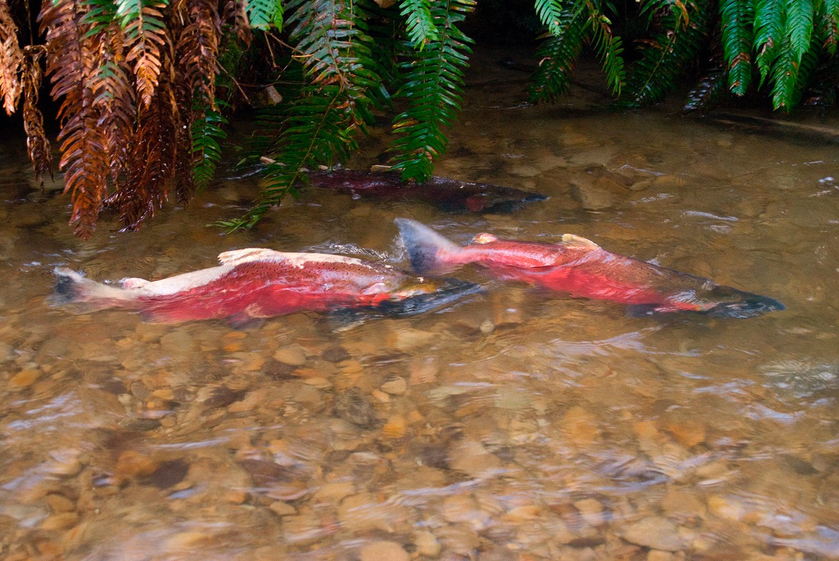 Spawning Coho